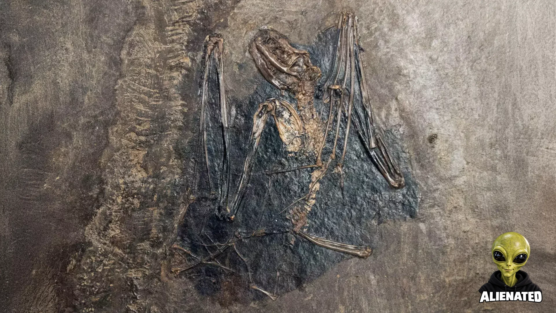 Scientists Rewrite the Origin of Bats