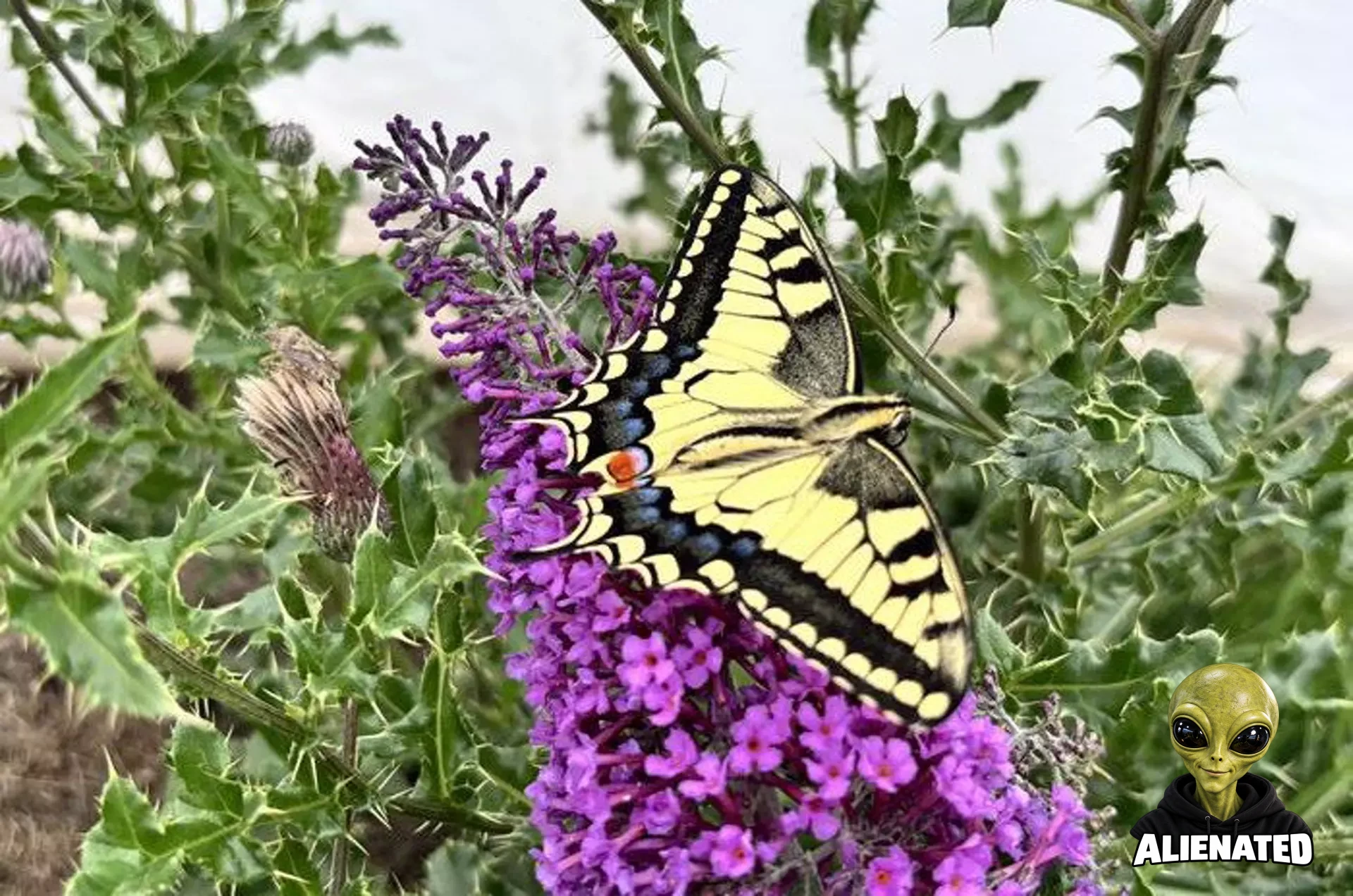 Butterflies’ Mysterious Ability to Evade Predators Mirrors ‘Barber Pole’ Optical Illusion