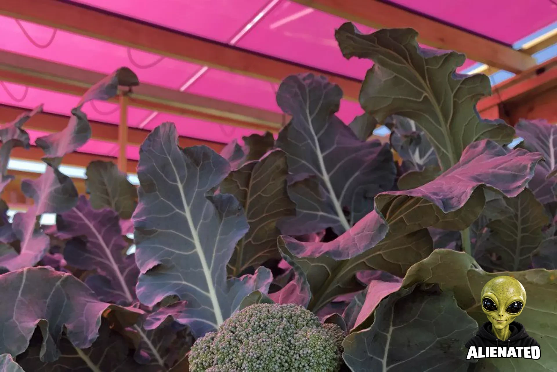 When Magenta Solar Panels Were Placed Above Growing Broccoli Something Unexpected Happened