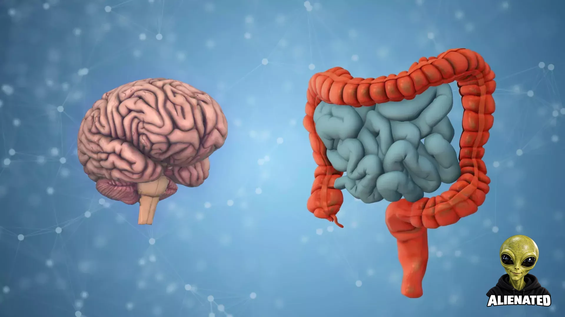 Gut Bacteria Linked to Brain Aging