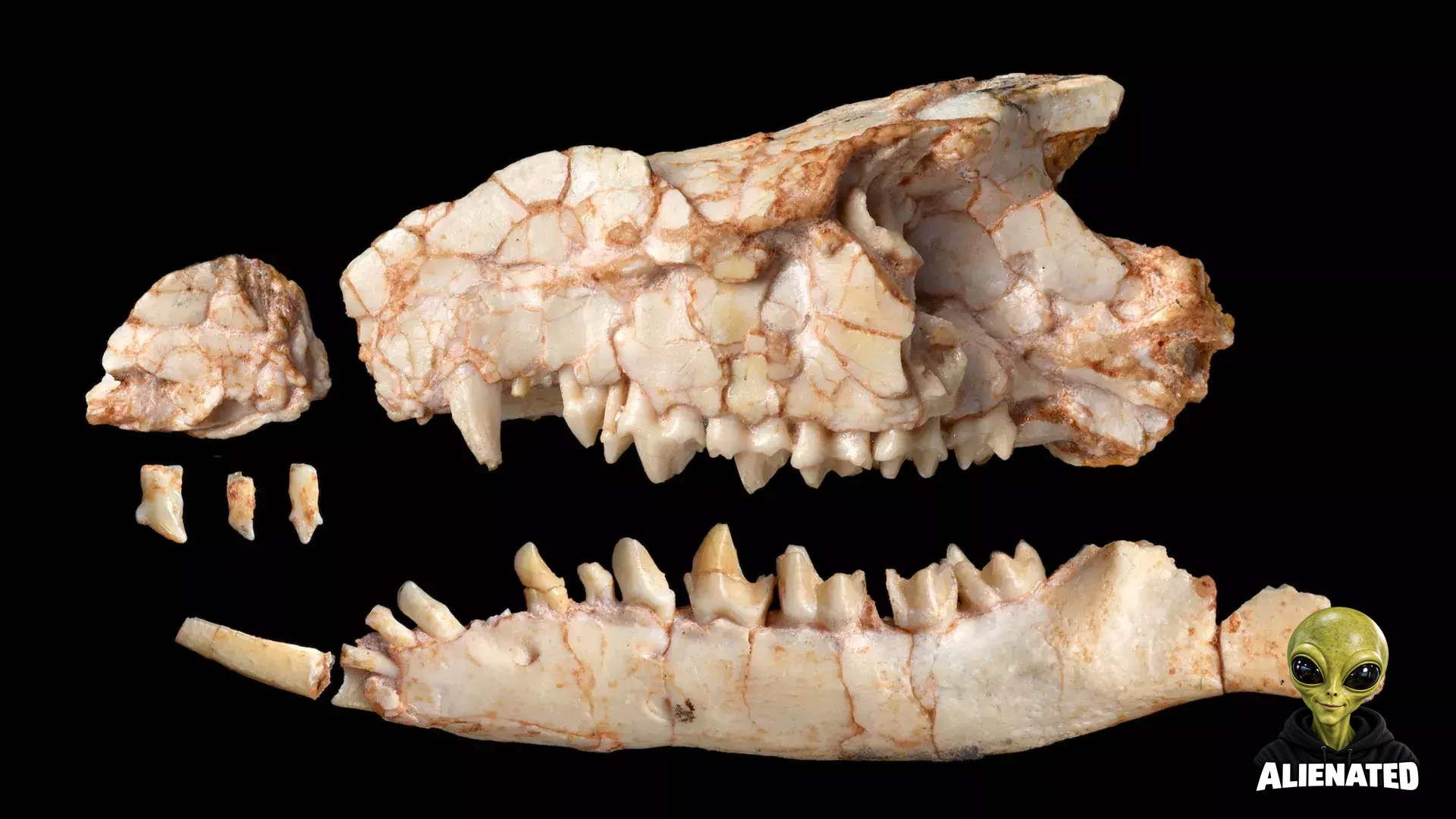 Fossil Teeth Misled Scientists for Decades