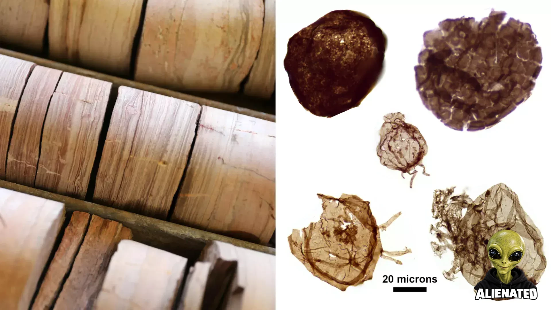 Tiny Fossils Reveal Complex Life’s Origins
