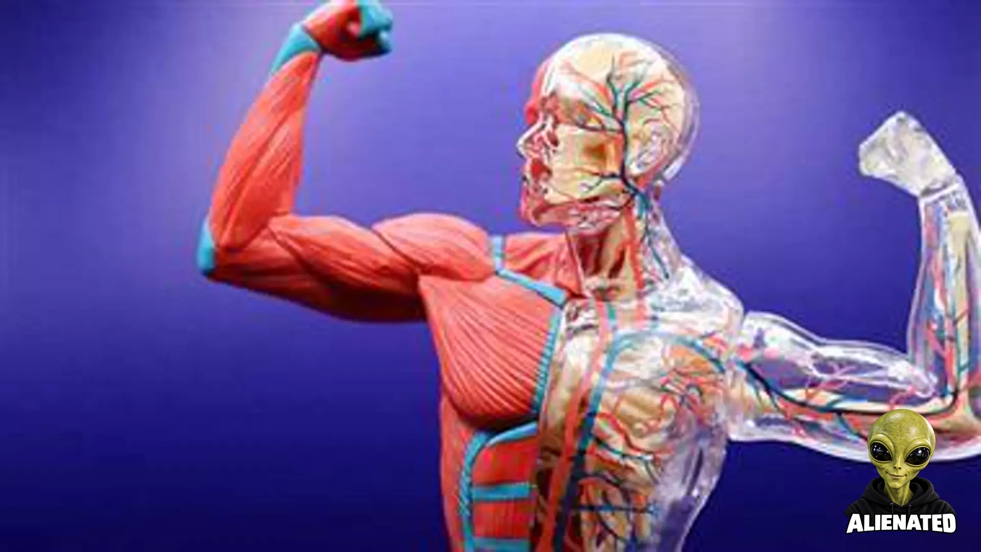 Muscle Health Plays Crucial Role in Diabetes Risk, Study Finds